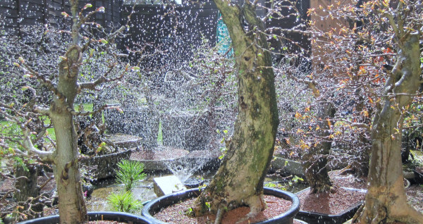 watering bonsai